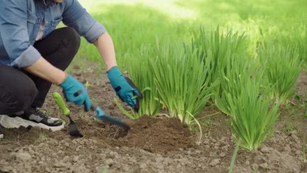 女园艺师，负责在花园的床上种植乡下佬，使用园艺工具，铲根摘除器 — 图库视频影像