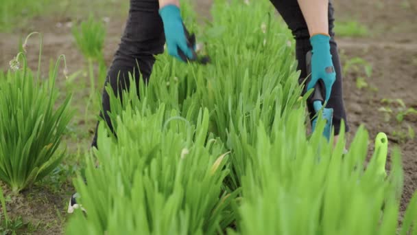 Vrouw tuinman verzorgen voor het kweken van prei in tuinbed, met behulp van tuingereedschap, schop wortel remover — Stockvideo
