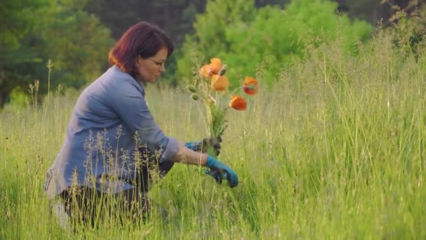 Mujer de mediana edad haciendo ramo de amapolas rojas y hierbas de campo — Vídeo de stock