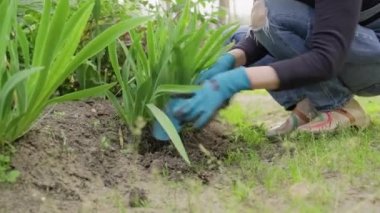 Çiçek tarlasında çiçeklerle çalışan kadınların yakın çekimi.