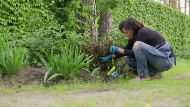 Γυναίκα στον κήπο που εργάζεται με φυτά σε παρτέρι — Αρχείο Βίντεο