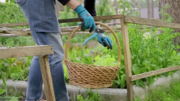 Женщина в саду, в маленькой оранжерее, салат из трав, руккола, укроп в корзине — стоковое видео