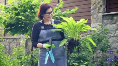 Dekoratif bitki yetiştiren kadın bahçıvan bölme ve dikme için Hosta