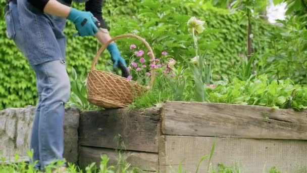 Mujer jardinero cuidado flores en su patio trasero macizos de flores — Vídeos de Stock