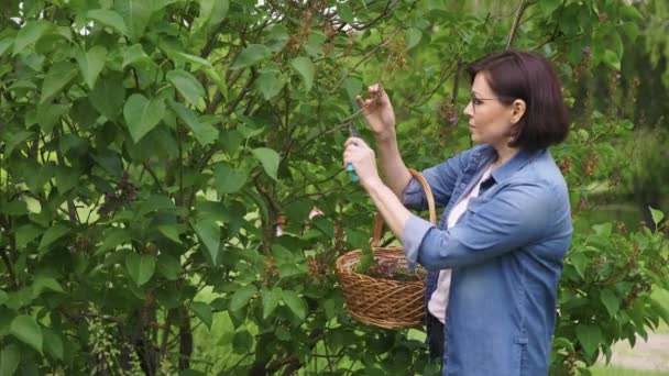 Kvinde i haven med beskæresakse med kurv, afskårne visne blomster på lilla busk – Stock-video