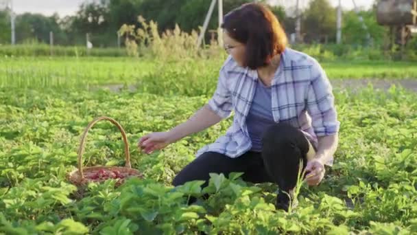 Vrouwelijke tuinman plukt rijpe aardbeien in mand — Stockvideo