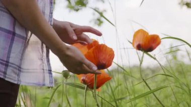 Çiçekler açan kırmızı haşhaş çiçekleri.