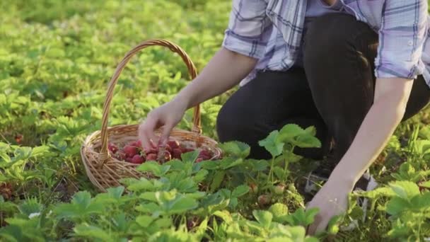 Kvinnlig trädgårdsmästare plockar mogna jordgubbar i korgen — Stockvideo