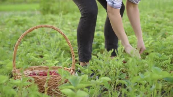 Vrouwelijke tuinman plukt rijpe aardbeien in mand — Stockvideo