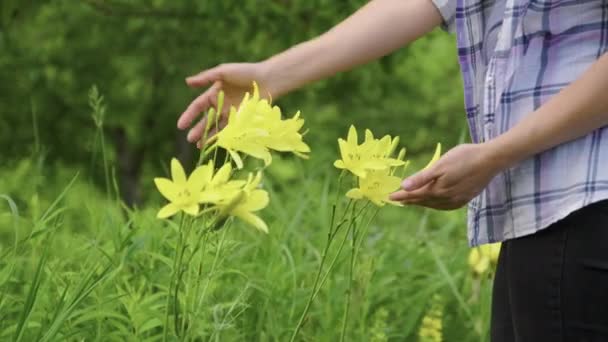 Fiori di giardino fiorenti di un giglio del giorno giallo primo piano — Video Stock