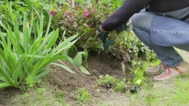 Крупный план женской руки, работающей в саду с растениями на клумбе — стоковое видео