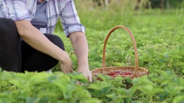 Женщина-садовница собирает спелую клубнику в корзине — стоковое видео