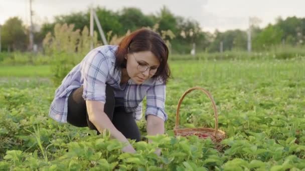 Žena zahradník sběr zralé jahody v košíku — Stock video