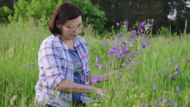 Mujer madura recogiendo ramo de flores silvestres púrpura campanas — Vídeos de Stock