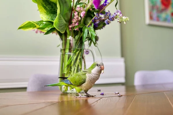 Perroquet quaker vert animal de compagnie et bouquet de fleurs sur la table. — Photo