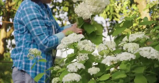 Bahçe makasıyla bir buket beyaz ortanca çiçeği kesen kadın bahçıvan. — Stok video