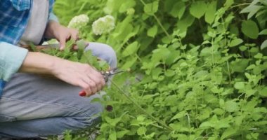 Elleri aromatik taze limon merhemi hasat ediyor. Nane şekeri Melissa resmi bitkiler hasır tabakta.