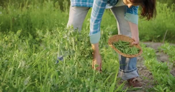 Mãos de mulheres colhendo vagens de ervilha verde de plantas de ervilha em horta — Vídeo de Stock