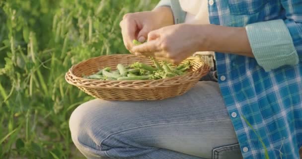 Mulher com vagens de ervilha verde recém-colhidas descascando e comendo ervilhas na horta — Vídeo de Stock