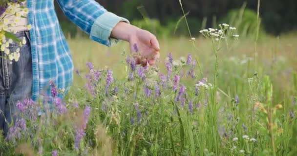 Bir buket otlu ve çiçekli kadın yaz tarlasında çiçek açan bitkilere dokunuyor. — Stok video