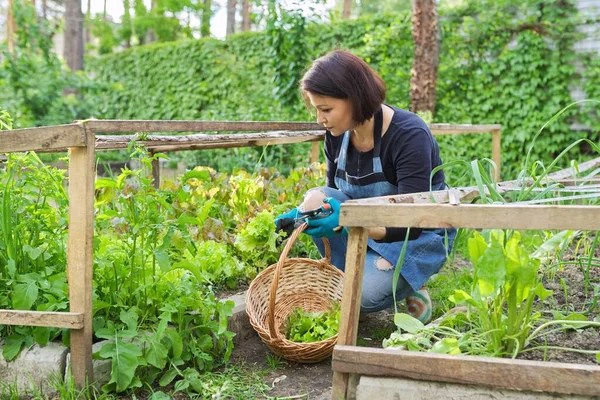 Wanita di kebun, di rumah kaca kecil, memotong salad, tanaman arugula — Stok Foto