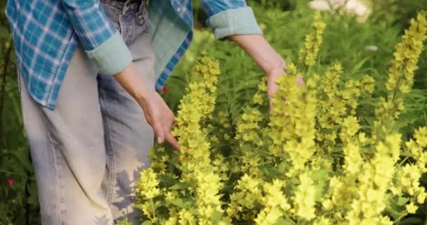 Руки самиць торкаються жовтого квітучого куща Сніданок Lysimachia punctata — стокове відео