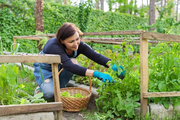 Wanita di kebun, di rumah kaca kecil, memotong salad, tanaman arugula — Stok Foto