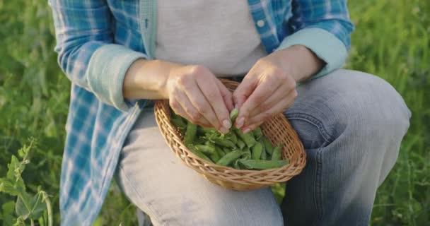 Vrouw met vers geplukte groene erwten peeling en het eten van erwten in groentetuin — Stockvideo