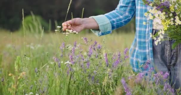 Mujer con ramo de hierbas de campo y flores tocando las plantas en flor en el campo de verano — Vídeos de Stock