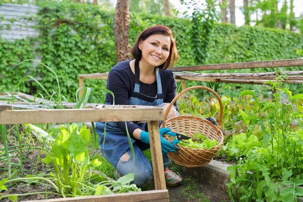 Wanita di kebun, di rumah kaca kecil, memotong salad, tanaman arugula — Stok Foto