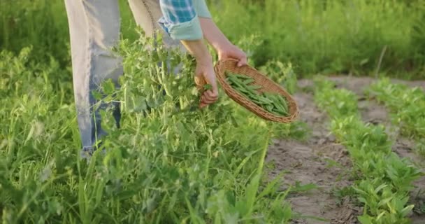 Vrouwen handen oogsten groene erwten peulen van erwten planten in moestuin — Stockvideo