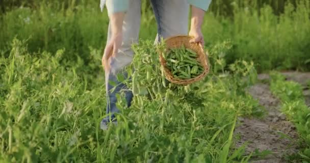 Mujeres manos cosechando vainas de guisantes verdes de plantas de guisantes en huerta — Vídeos de Stock