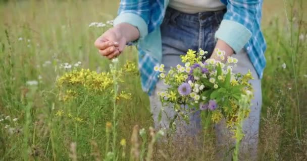 Donna con mazzo di erbe da campo e fiori che toccano piante in fiore nel campo estivo — Video Stock