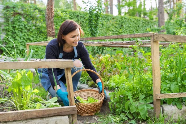 Wanita di kebun, di rumah kaca kecil, memotong salad, tanaman arugula — Stok Foto