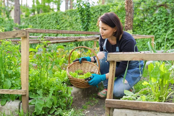 女人在花园里，在小温室里，切沙拉，阿鲁古拉香草 — 图库照片