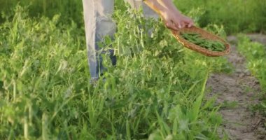 Kadınların elleri sebze bahçesindeki bezelye bitkilerinden yeşil bezelye kabuklarını topluyor.