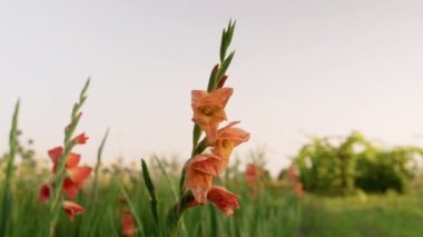 Çiçek açan turuncu gladiolus bitkisi, bahçede çiçekler.