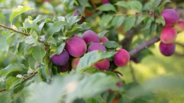 Ağaçta olgun erikler, bahçede doğal meyve hasadı.
