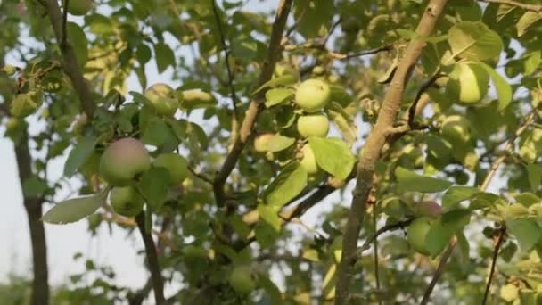 나무 가지에 있는 익지 않은 사과, 여름, 일몰 빛 — 비디오
