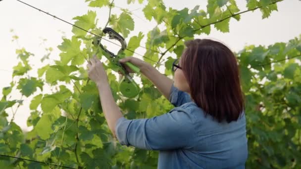 Kadın bahçıvan, üzüm bağındaki sarmaşık çalılarından profesyonel ekipmanlar kullanarak jartiyer yapıyor. — Stok video
