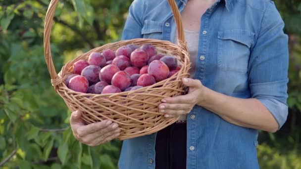 Nahaufnahme eines Korbes mit reifen Pflaumen in den Händen einer Frau — Stockvideo