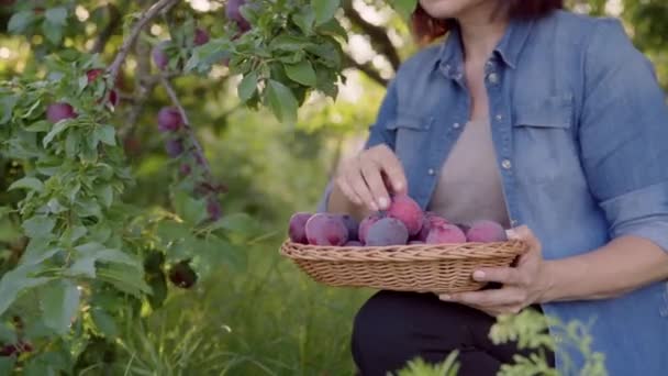 Kadınların yakın plan çekimleri sepetteki olgun erikleri topluyor. — Stok video