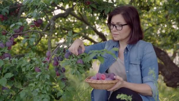 Žena sbírání zralé švestky ze stromu v košíku — Stock video