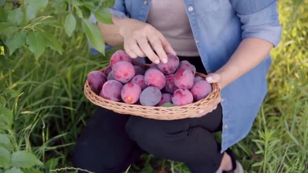 Крупный план женщин, собирающих спелые сливы в корзине — стоковое видео