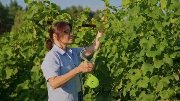 Женщина садовник фермер делает подвязку кустов винограда в винограднике с помощью профессионального оборудования — стоковое видео