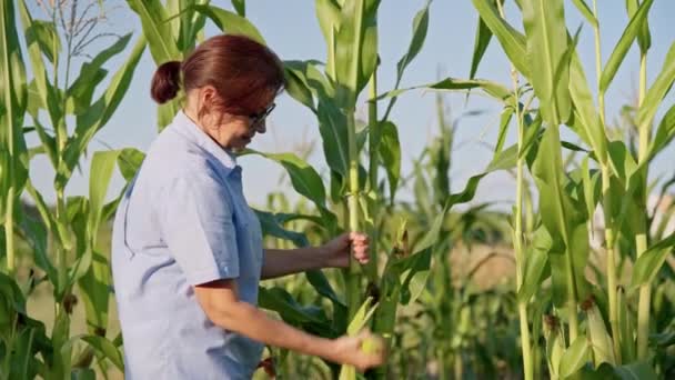 女性の庭師の農家のトウモロコシ、日没の夏の日、エコファーム — ストック動画