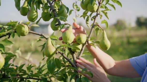 Close-up of womans hand touching inspecting ripening pears on pear tree in orchard — Stock Video