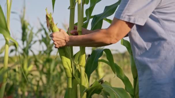 Женщина садовник собирает кукурузу, закат летний день, экологическая ферма — стоковое видео