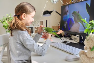 Kız ve evcil yeşil papağan evde birlikte, çocuk bilgisayarda video izliyor.