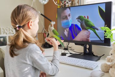 Kız ve evcil yeşil papağan evde birlikte, çocuk bilgisayarda video izliyor.